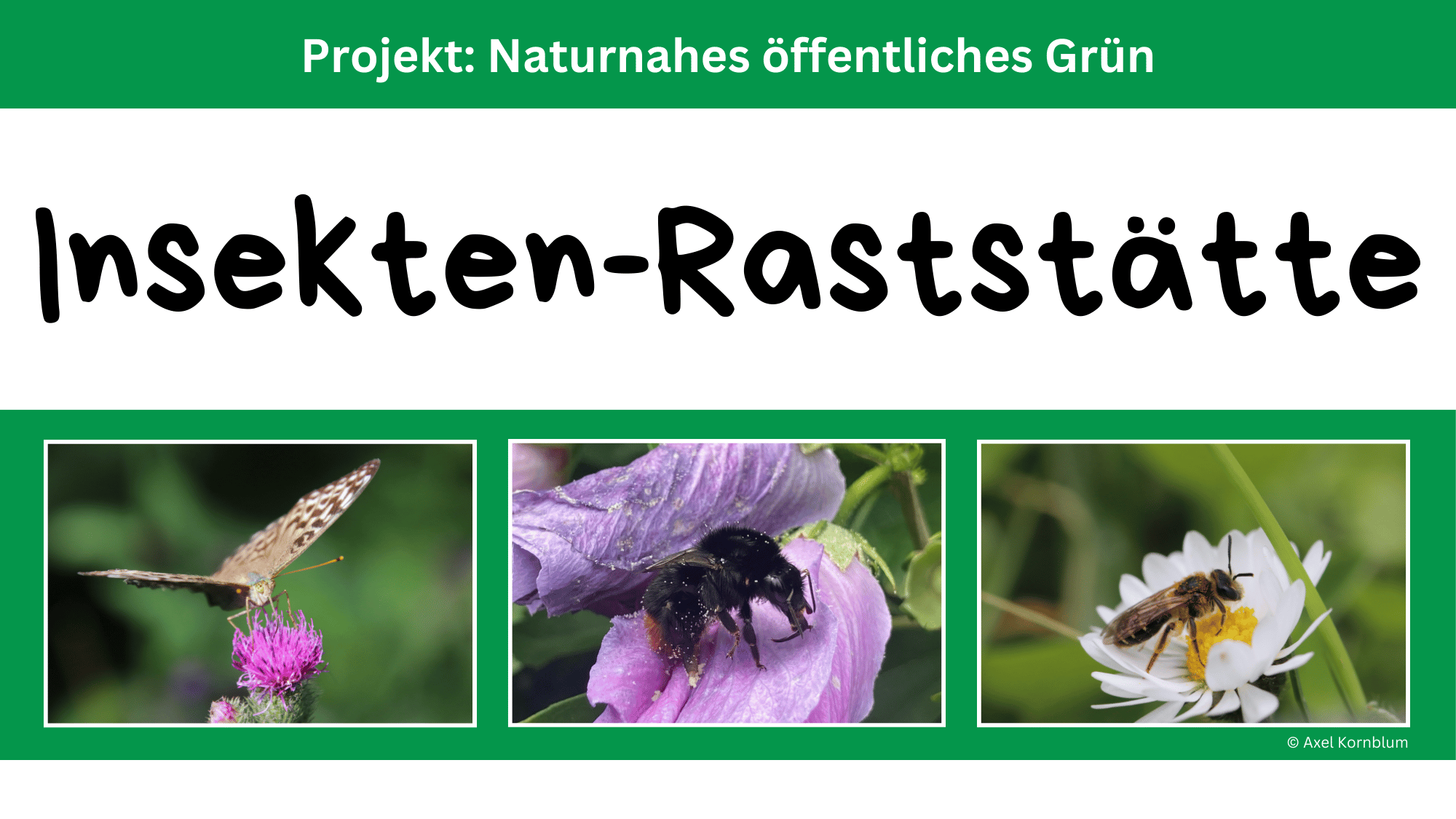 Insekten-Raststätten in der Innenstadt